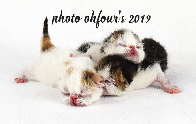 OhFour's babies from previous litter (2019)