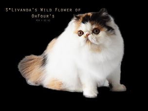 S*Livanda's Wild Flower of OhFour's