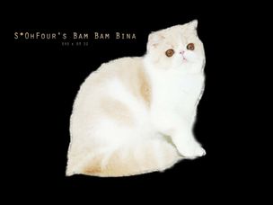 S*OhFour's Bam Bam Bina